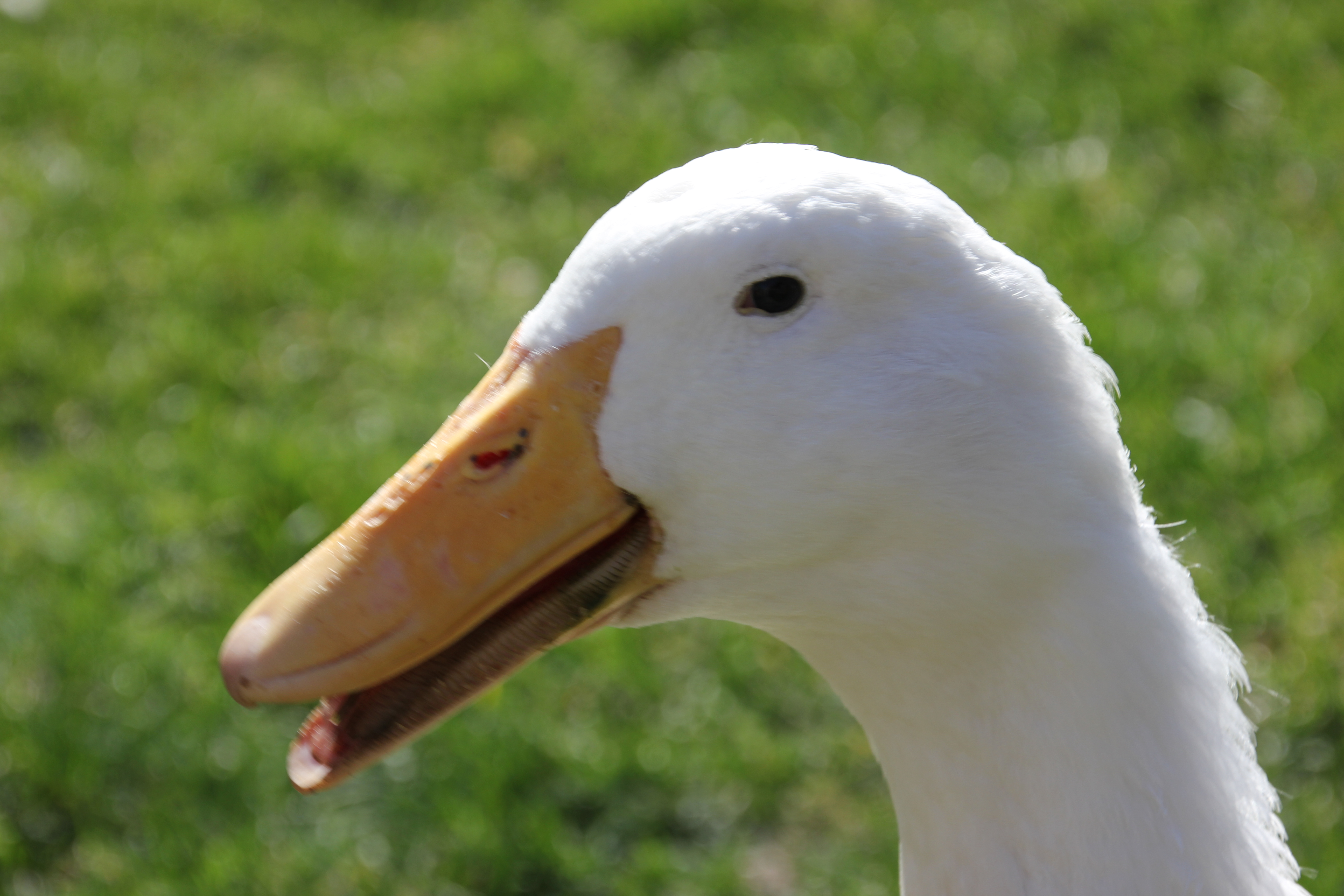 duck